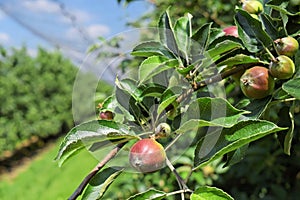 Young apples in an orchard during spring photo