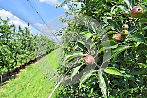 Young apples in an orchard during spring