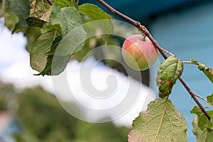 Young apples ripen on the tree against the sky