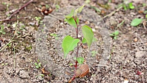 Young apricot tree growing from the kernel. Growing apricot shoot