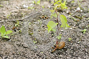 Young apricot tree growing from the kernel. Growing apricot shoot. Kernel and root of sprout apricot tree close up. A