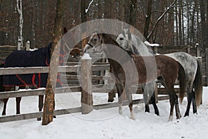 The young Arabian colt and adult arabian gelding ran to get acquainted with the mare  over the paddock`s fence in winter.