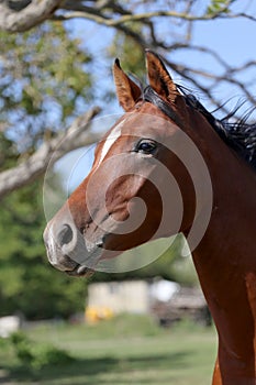 Young arabian horse canter on summer meadow