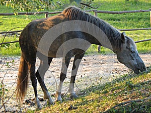 Young Arabian horse grazing on grass.