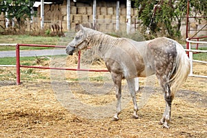 Young arabian horse at Mangalia stud farm, Romania.