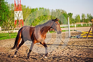 Young arabian horse training at farm