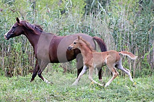 Young arabian horses canter on the meadow against green reed