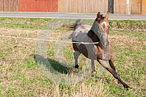 Young arabian purebred horse running with halter