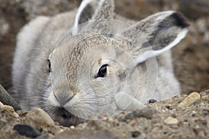 Young Arctic Hare