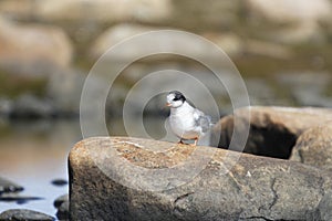 Young arctic tern sitting on a rock
