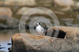Young arctic tern sitting on a rock