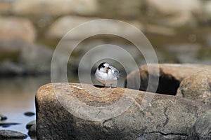 Young arctic tern sitting on a rock