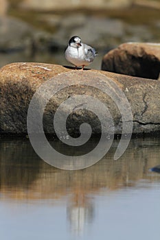 Young arctic tern sitting on a rock with reflection in water