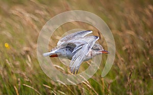 Young Arctic Tern