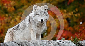 Young Arctic Wolf Looking at the Camera photo