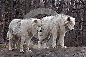 Young Arctic Wolves