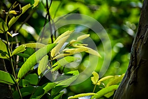 This is young arjuna leaf close-up shot in the daytime in india