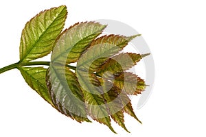 Young ash leaves. Close up of Common Ash Tree Leaves isolated on white background