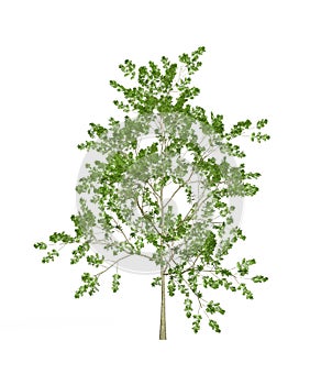 Young ash tree isolated on white background