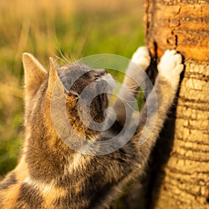 Young ashy cat sharpens claws on a tree trunk in a sunny garden