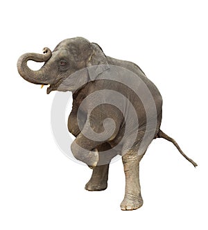 young asia elephant kid playing lifting front legs to show isolated white background