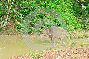 Young asia water buffalo in pond, Bubalus bubalis