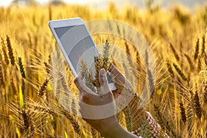 Young Asian agronomist standing in Beauty golden ripe wheat field in sunset. Using digital tablet. Modern internet communication