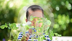 Young Asian boy looking at young seedling plant