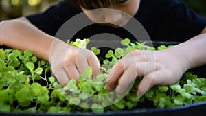 Young Asian boy looking at young seedling plant