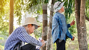 Young Asian boys are using a measure tape to measure a tree in a local park