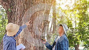 Young Asian boys are using a measure tape to measure a tree in a local park