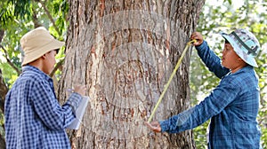 Young Asian boys are using a measure tape to measure a tree in a local park