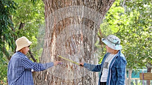 Young Asian boys are using a measure tape to measure a tree in a local park