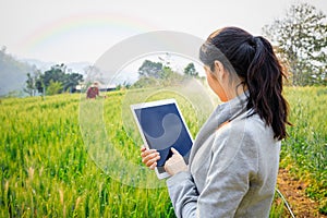 Young asian business woman` checking harvest progress on a tablet at the green wheat barley field