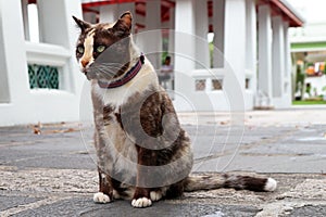 Young Asian Cat Sitting on the Ground