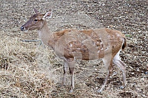 Young Asian Deer Standing on the Ground