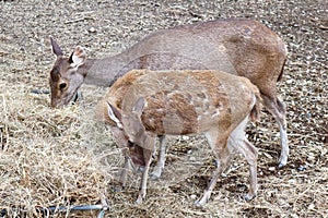 Young Asian Deers Eating Hay in the Zoo
