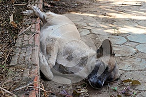 Young Asian Dog Sleeping on the Ground