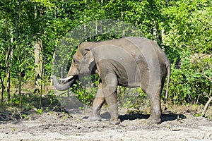 Young Asian elephant bull in a foresty enclosure