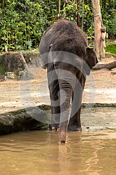Young Asian elephant, Elephas maximus, walking into the water in Singapore zoo