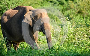 Young Asian elephant foraging in the evening, Beautiful close-up of a Sri Lankan wild elephant in Udawalawe forest