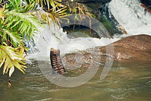 Elephant playing in the river