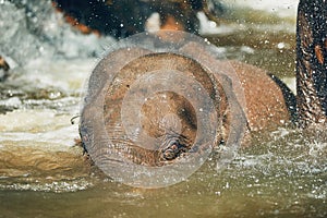 Elephant playing in the river