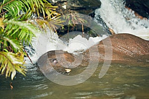 Elephant playing in the river