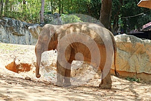Young Asian Elephant Standing on the Ground