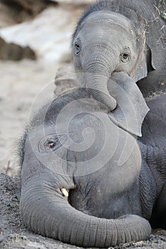 Young Asian elephants Elephas maximus