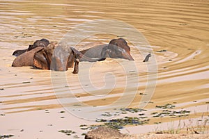 Young Asian elephants swimming