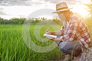 Young Asian farmer checking his green rice field and make a report on notebook