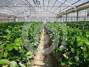 A young Asian farmer is investigating the order of organic strawberry farms in the summer of Japan.