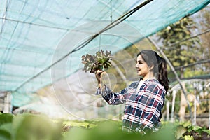 Young Asian farmer pretty girl working in vegetables hydroponic farm with happiness. She is looking and using hands